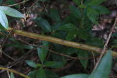Pimelea ligustrina ligustrina