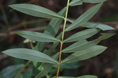 Pimelea ligustrina ligustrina