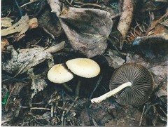 Psathyrella