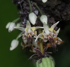 Theobroma cacao