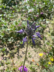 Triteleiopsis palmeri