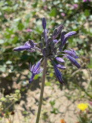 Triteleiopsis palmeri