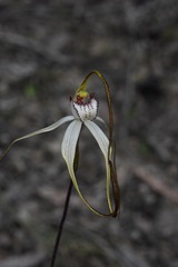 Caladenia venusta