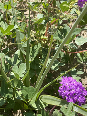 Triteleiopsis palmeri