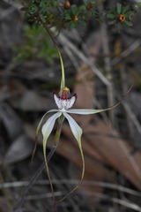 Caladenia venusta