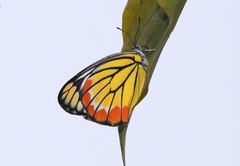 Delias hyparete