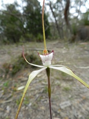 Caladenia venusta