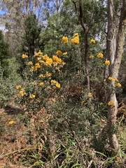 Oxylobium ellipticum