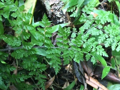 Microlepia