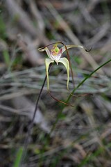 Caladenia venusta