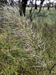 Austrostipa