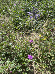 Triteleiopsis palmeri