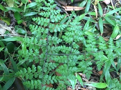 Microlepia