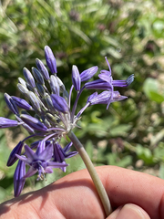 Triteleiopsis palmeri