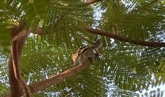 Funambulus pennantii