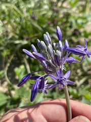 Triteleiopsis palmeri