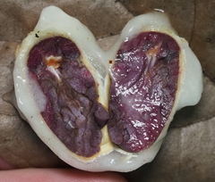 Theobroma cacao