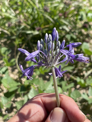 Triteleiopsis palmeri