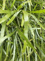 Muehlenbeckia platyclada