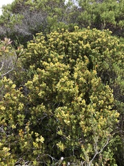 Leucadendron muirii