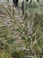 Austrostipa