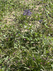 Triteleiopsis palmeri