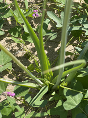 Triteleiopsis palmeri