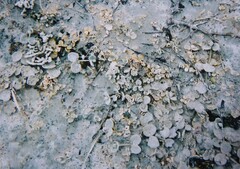 Atriplex buchananii