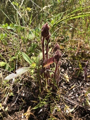 Orobanche minor