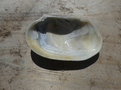 Venerupis galactites