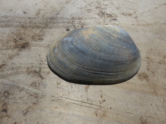 Venerupis galactites