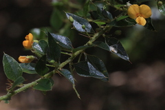 Podolobium aciculiferum