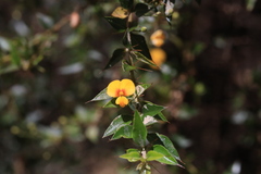 Podolobium aciculiferum