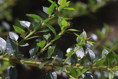 Podolobium aciculiferum