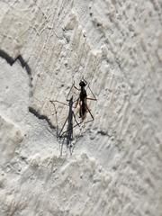 Micropeza corrigiolata