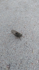 Neotibicen pruinosus