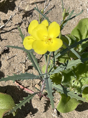 Eulobus crassifolius