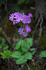 Primula cortusoides