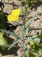 Eulobus crassifolius