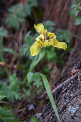 Iris bloudowii