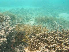 Cheilinus chlorourus