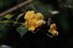 Podolobium aciculiferum