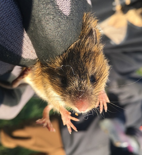 Meadow Jumping Mouse