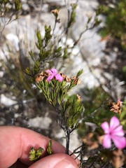 Acmadenia obtusata