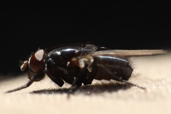 Chrysomyinae
