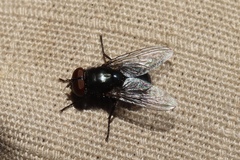 Chrysomyinae