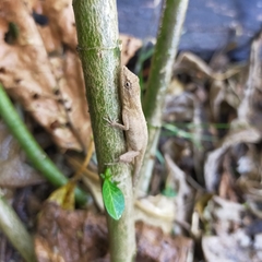Anolis nebulosus