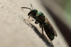 Augochlora pura