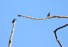 Microhierax fringillarius