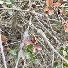 Andricus chrysolepidicola